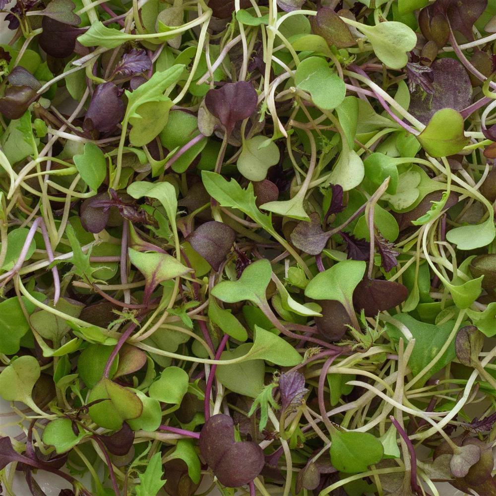 spicy salad mix of microgreens